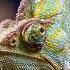 Chameleon On The Tree Beautiful Chameleon Chameleon Animalsounds Animalsoundforkids