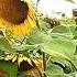 LA CHARO Soplo De Girasoles Video Oficial