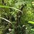Джунгли Природа Уникальный Звук Jungle Nature Unique Sound Forest Relaxing Soul Meditation