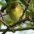 Amazing Birds In The Wild The Willow Warbler Birds