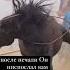 Horses Horsesofinstagram ислам нашид лошадь