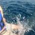 SHARK ATTACK VFX