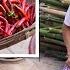 Chef Wang Teaches You The Best Way To Pick A Pickle Jar And The Way To Make Sichuan Pickled Chilli