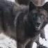 Wild Wolves Pack Life Full Episode Yellowstone Wolf Dynasty Nat Geo Animals