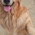 The Gudest Boi Goldenretriever Dog Doglover Shorts Indonesia
