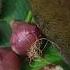 Yt Shorts Harts Jackfruit Ahuna Bhiari Style