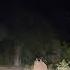 Elephant Herd Ahead Stay Alert Bamboo Plantation To Prevent Crop Raids Night Drive In The Wild
