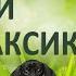 Cтих для детей Бульдог и таксик Д Хармс Читает Диана Ловчиновская 6 лет Diana Lovchinovska