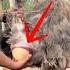 Why Farmers Catch Ostrich Eggs Before They Hit The Ground