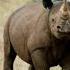 Voice Of Rhino