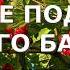 ОЙ КАЛИНА ОХ МАЛИНА Караке под Баян