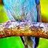 Meet The Stunning Blue Fairybird With Its Vibrant Sky Blue Feathers And Elegant Posture It S
