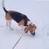 у вас так же бигль Dog Beaglebreed лакомствадлясобак дрессура Puppy