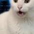 Cats Sing Mission Impossible Theme