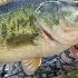 Post Spawn Fishing 9 Lber On A Bluegill Swimbait