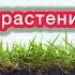 ГОЛОВА ИДЁТ КРУГОМ какими удобрениями пользоваться Вопрос ответ