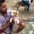Happy Summers Doglife Shorts Shortsfeed Doglove Animalshorts Care Animals Mahadev Love