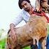Big Bosd Goat Lifeisbutadream Goatfarming Bakripalankijankari