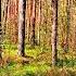 THE HEALING EFFECT OF BIRDS SINGING IN THE SPRING FOREST WILL HELP THE HEART AND NERVOUS SYSTEM