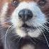 The Lonely Red Panda Is Searching For True Love Animals Redpanda Cute Heartbroken Shorts