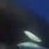 Amazing Orca Moments BBC Earth