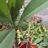 Haoay Haoay Garden Bagan Hello Water Travel Plant Food Howto Make Easy Reels Edit Everyone