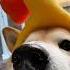 Barbara S Rhabarberbar Do Not Boop The Doge Lvl 3 Cutenessoverload