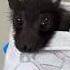 This Girl Found A Lost Baby Bat And Then This Happened