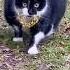 Неожиданный поворот Смешное Забавное Видео Ясин Ченгиз и котик Shorts Cat ясин