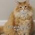 Even Wizards Have A Misstep From Time To Time Cat Cutecat Cute Catvideos Cuteanimal Animals
