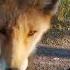 Дикие лисы Санкт Петербург Wild Foxes Saint Petersburg