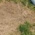 How To Seed And Repair Bare Spots In The Lawn