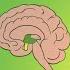 Endocrine System