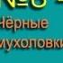 Мухоловка Черные мухоловки Голоса птиц