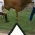 Lucu Banget Sapi Kepleset Sebelum Disembelih Qurban