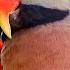 Moustache Parakeet The Best Pet Parrot