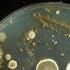 How To Grow Bacteria