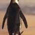 Penguins Propose With A Pebble The Cutest Lo