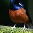Amazing Birds Of Thailand The White Rumped Shama