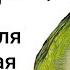 КАК ДЕЛА УРОК ДЛЯ ОБУЧЕНИЯ ПОПУГАЯ ГОВОРИТЬ