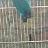 Blue Fisher Split Ino Breeder Female A Marvel Of Avian Genetics