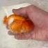 Thailand Import Ranchu Goldfish Ranchu Goldfish