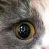 Cat Meowing Sound Effects