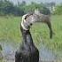 Cormorant Flexing His Catch