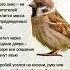 Бабушкины ПРИМЕТЫ про ВОРОБЬЯ
