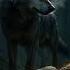 WOLF REFUSES TO LEAVE HIM