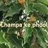 Champa Ke Phool