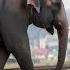 Tragic 40 Horrifying Moments Of Animals Colliding With Trains