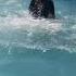 Chacho Diving Wow Diving Waterpark Chacho Fyp Abuhurairah Foryou Swimming