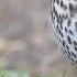 Певчий дрозд Song Thrush